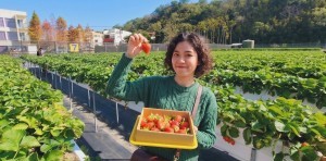 Home miaoli strawberry farm trip